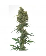 Euforia ® - Dutch Passion - feminizovaná semena