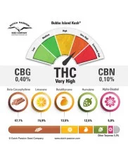 Bubba Island Kush ® - Dutch Passion - feminizovaná semena