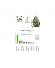 CBD Charlotte’s Angel ® - Dutch Passion - léčebná feminizovaná semena 