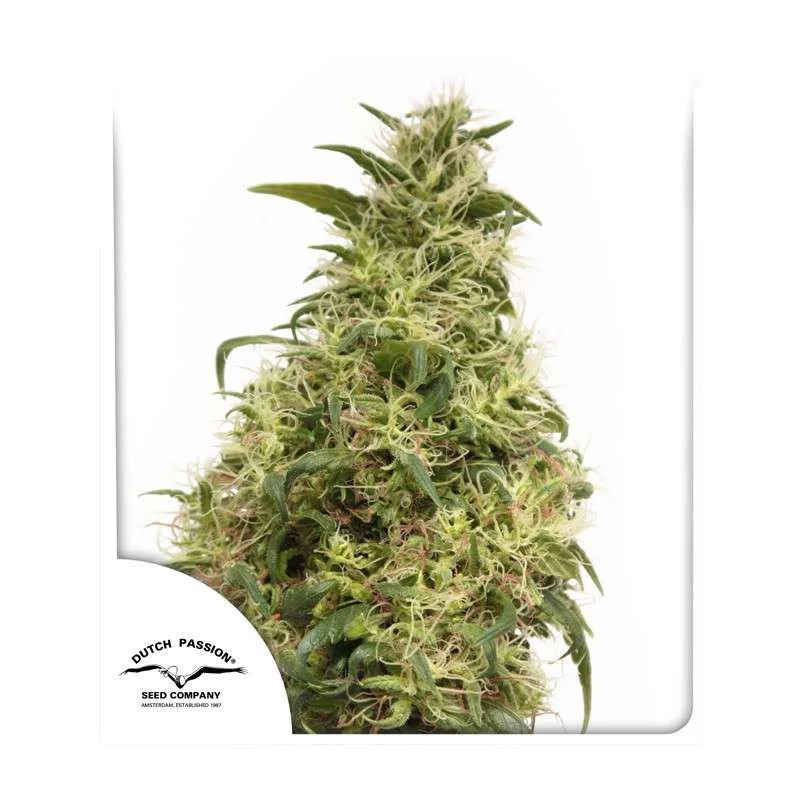 THC-Victory® - Dutch Passion - feminizovaná semena