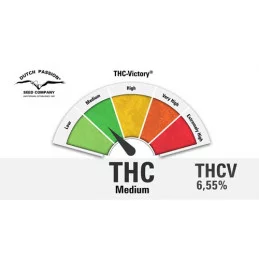 THC-Victory® - Dutch Passion - feminizovaná semena