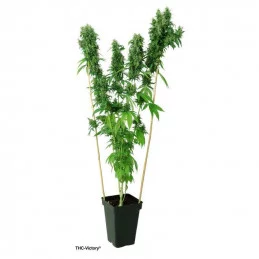 THC-Victory® - Dutch Passion - feminizovaná semena