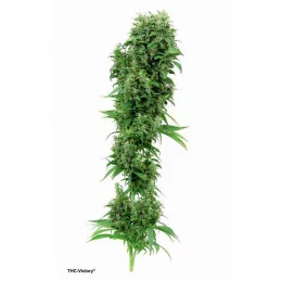 THC-Victory® - Dutch Passion - feminizovaná semena