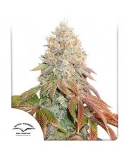 Auto Banana Blaze® - Dutch Passion - autoflowering