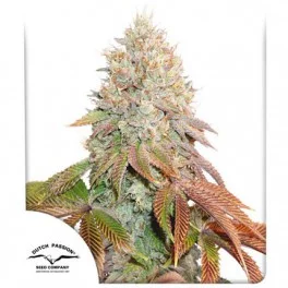 Auto Banana Blaze® - Dutch Passion - autoflowering