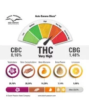 Auto Banana Blaze® - Dutch Passion - autoflowering