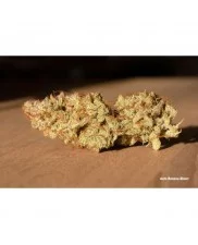 Auto Banana Blaze® - Dutch Passion - autoflowering