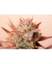 Auto Banana Blaze® - Dutch Passion - autoflowering