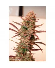 Auto Banana Blaze® - Dutch Passion - autoflowering