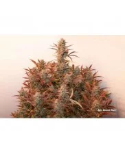 Auto Banana Blaze® - Dutch Passion - autoflowering