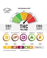 Auto Blackberry Kush ® - Dutch Passion - autoflowering