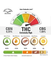 Auto Cinderella Jack® - Dutch Passion - autoflowering