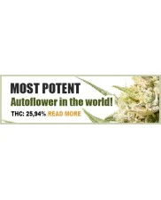 Auto Cinderella Jack® - Dutch Passion - autoflowering