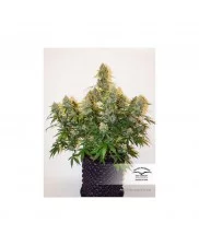 Auto Critical Orange Punch® - Dutch Passion - autoflowering