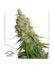 Auto Desfrán ® - Dutch Passion - autoflowering 