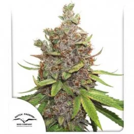 Auto Glueberry O.G.® - Dutch Passion - autoflowering