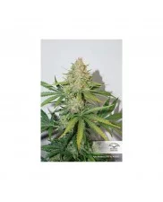 Auto Glueberry O.G.® - Dutch Passion - autoflowering