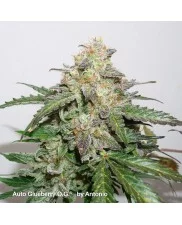 Auto Glueberry O.G.® - Dutch Passion - autoflowering