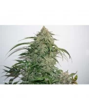 Auto Glueberry O.G.® - Dutch Passion - autoflowering