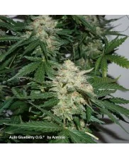 Auto Glueberry O.G.® - Dutch Passion - autoflowering