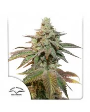 Auto Kerosene Krash® - Dutch Passion - autoflowering - BRZY V PRODEJI