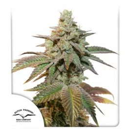 Auto Kerosene Krash® - Dutch Passion - autoflowering - BRZY V PRODEJI