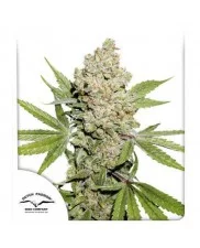 Auto Lemon Kix ®(Lemon Zkittle) - Dutch Passion - autoflowering