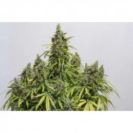 Auto Mazar  ® - Dutch Passion - autoflowering