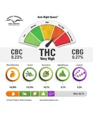 Auto Night Queen® - Dutch Passion- autoflowering