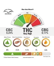 Blue Auto Mazar ® - Dutch Passion - autoflowering