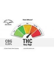Think Different - Dutch Passion - autoflowering