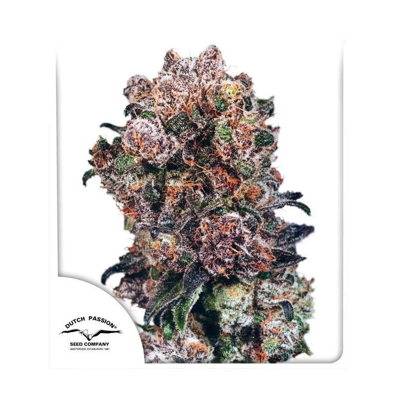 Blueberry ® - Dutch Passion - regular semena - 10 ks