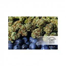 Blueberry ® - Dutch Passion - regular semena - 10 ks