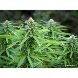 Durban Poison - Dutch Passion - regular semena - 10 ks