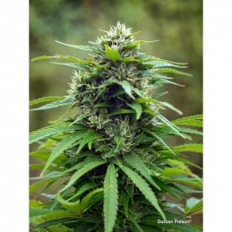 Durban Poison - Dutch Passion - regular semena - 10 ks