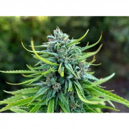 Durban Poison - Dutch Passion - regular semena - 10 ks