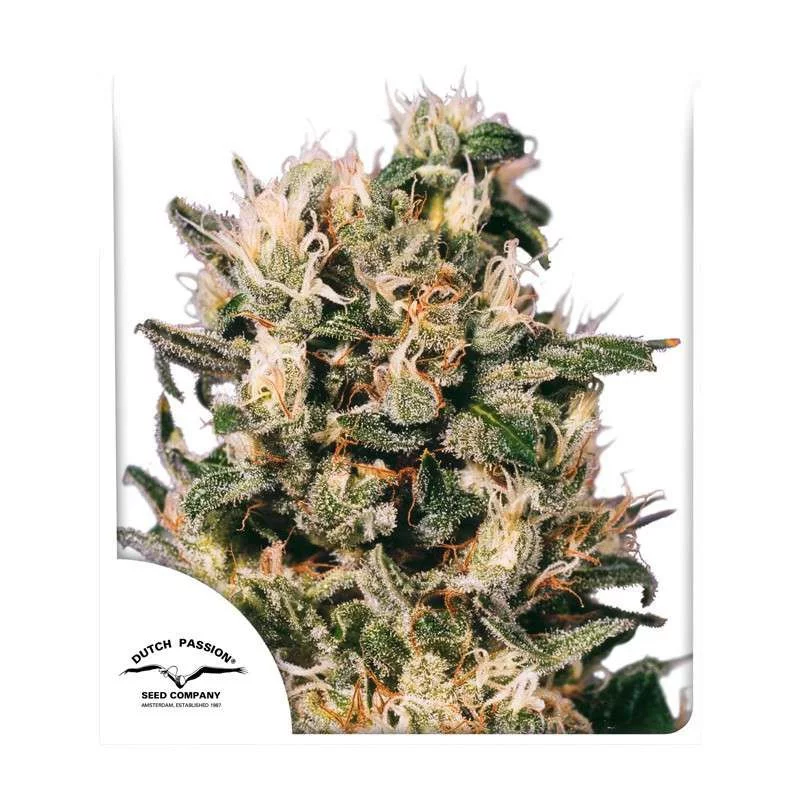 Euforia ® - Dutch Passion - regulovaná semena - 10 ks