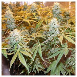 Euforia ® - Dutch Passion - regulovaná semena - 10 ks