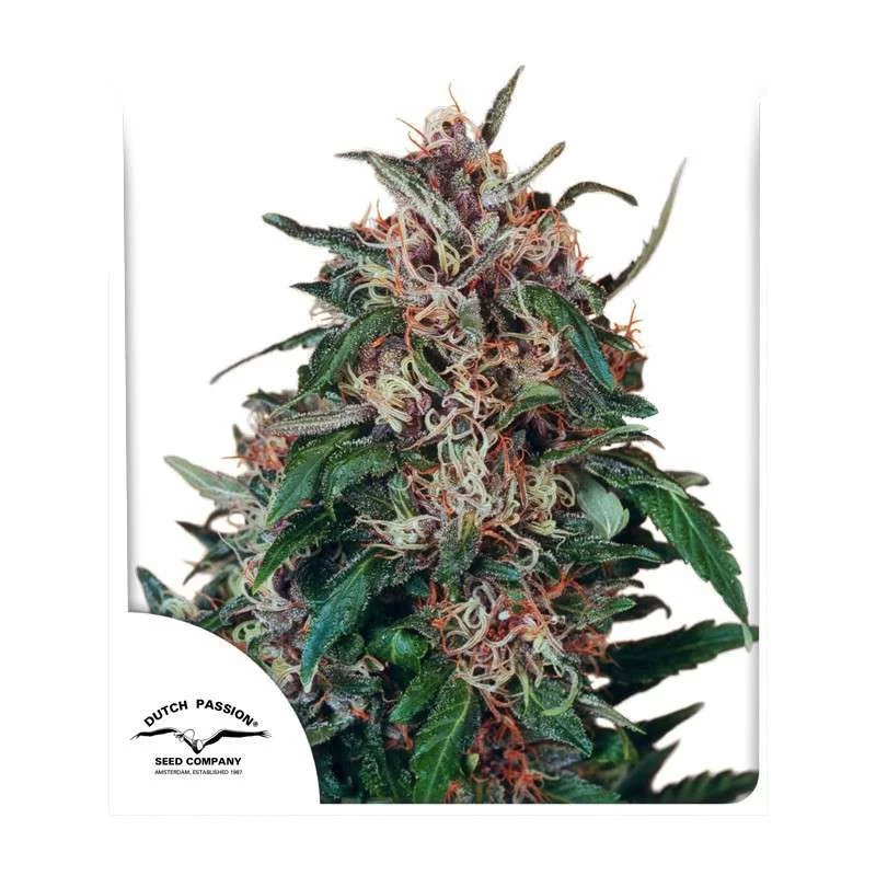 Hollands Hope - Dutch Passion - regular semena -  10 ks