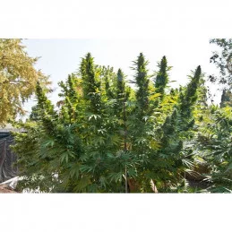 Hollands Hope - Dutch Passion - regular semena -  10 ks