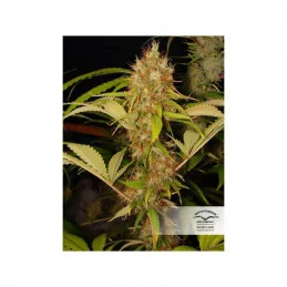 Mazar ®  - Dutch Passion - regulovaná semínka - 10 ks
