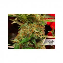 Mazar ®  - Dutch Passion - regulovaná semínka - 10 ks