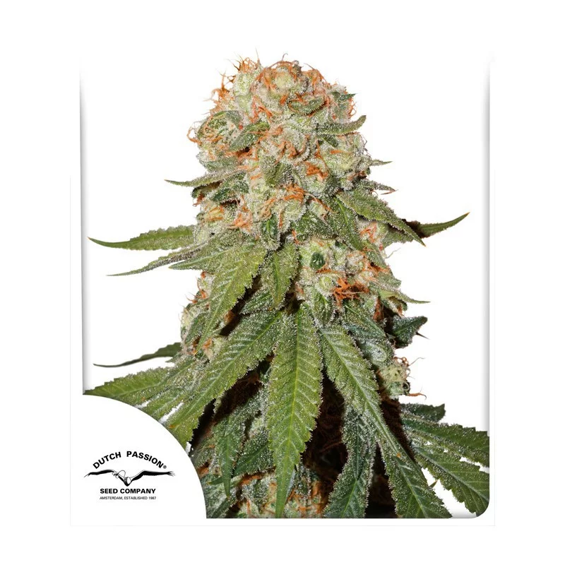 Orange Bud ®  - Dutch Passion - regulovaná semena -  10 ks