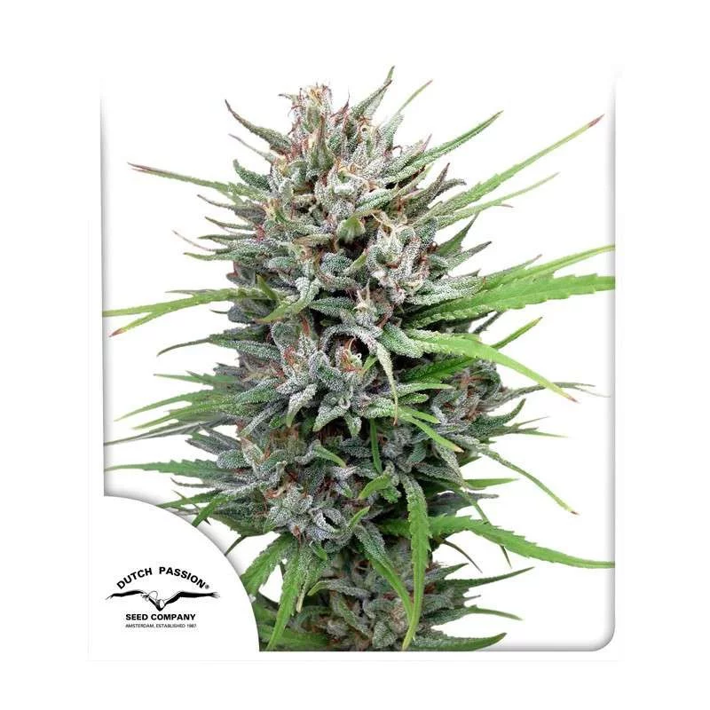Passion 1 - Dutch Passion - regular semena  -10 ks