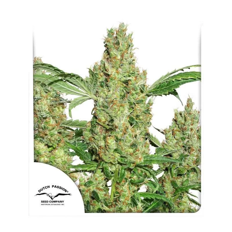 Power Plant ®  - Dutch Passion - regular semena - 10 ks