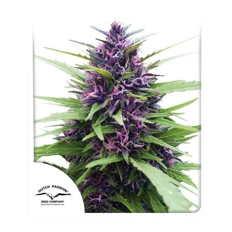 Shaman ®  - Dutch Passion - regular semena -  10 ks