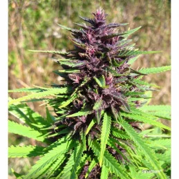 Shaman ®  - Dutch Passion - regular semena -  10 ks