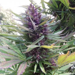 Shaman ®  - Dutch Passion - regular semena -  10 ks