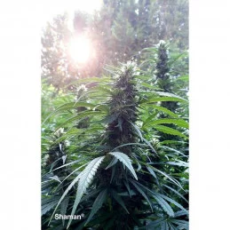 Shaman ®  - Dutch Passion - regular semena -  10 ks