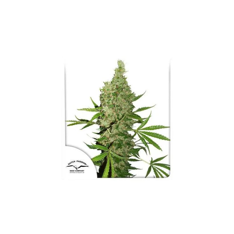 White Widow X The Ultimate ® - Dutch Passion - regulovaná semena - 10 ks